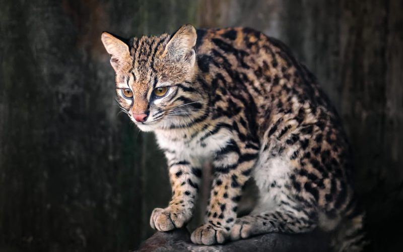 Adaptation of Panama’s big cats to climate change